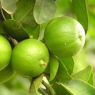 Anak Pokok Limau Nipis Seedless (Tanpa Biji)