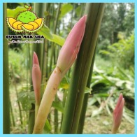 Bunga Kantan Segar 1pcs / Ginger Flower