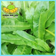 Daun Ketumbar Jawa Segar / Culantro Leaves 30gm