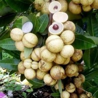 Anak Pokok Longan Lada Hitam/Matalada