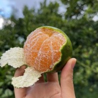 Anak Pokok Limau Madu Chokun