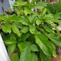 Anak Pokok Sayur Salang