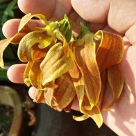 Anak Pokok Kenanga Katik aka Cananga Odorata