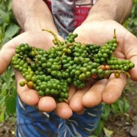 Anak Pokok Lada Hitam