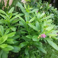 GINSENG JAWA