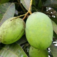 KUININ