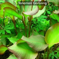 GANYONG