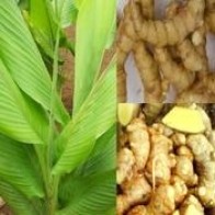 TEMU PAUH