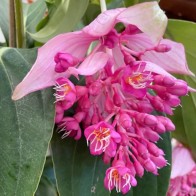 Anak Pokok Medinilla Magnifica/Showy Medinilla/Rose Grape