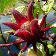 Pokok Asam Paya aka Sepupu Roselle