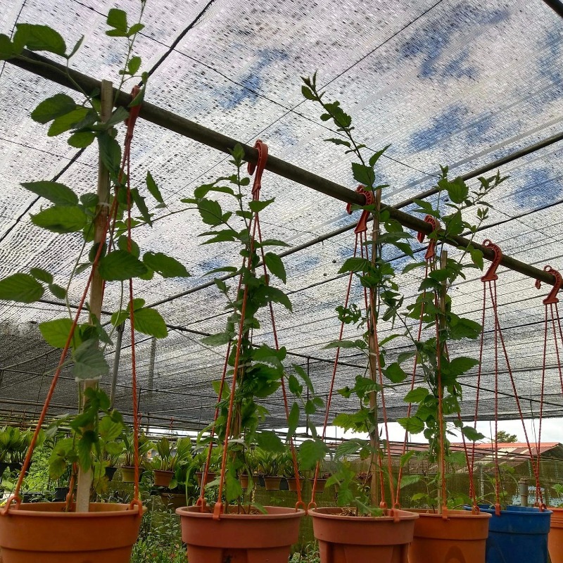 Anak Pokok Raspberry Rubus Parvifolius L. 'Sunshine Spreader' - eDesa