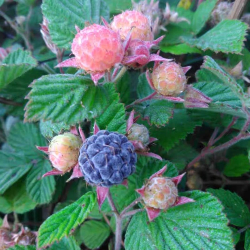 Anak Pokok Raspberry Rubus Parvifolius L. 'Sunshine Spreader' - eDesa