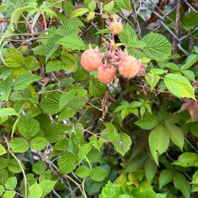 Anak Pokok Raspberry Rubus Parvifolius L. 'Sunshine Spreader' - eDesa