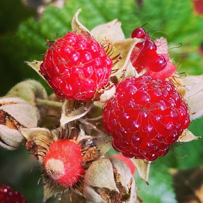 Anak Pokok Raspberry Rubus Parvifolius L. 'Sunshine Spreader' - eDesa