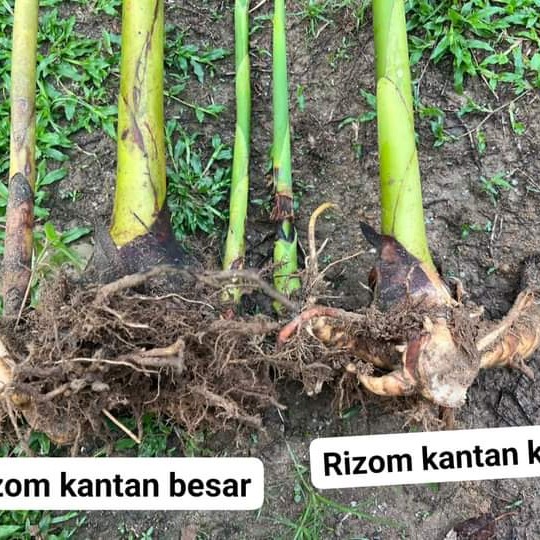 Rizom anak benih pokok kantan 2 unit - eDesa