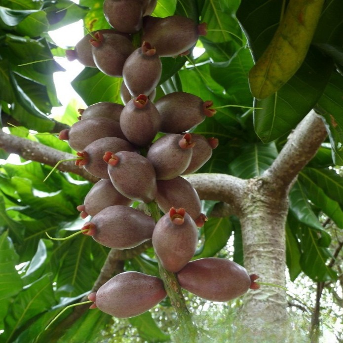 Anak Pokok Cut Nut aka Box-Fruit Tree aka Yum Yum Tree (Barringtonia ...