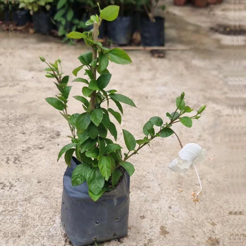 Pokok Bunga Raya Dainty Pelbagai Jenis - eDesa