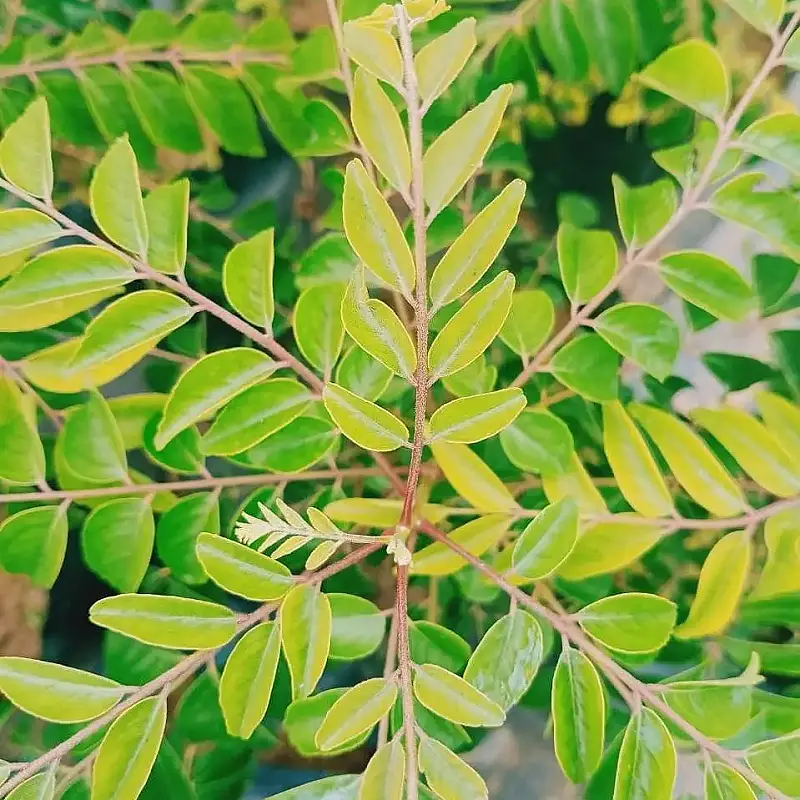 Anak Pokok Kari Urat Merah