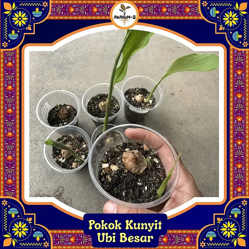 Anak Pokok Kunyit Ubi Besar