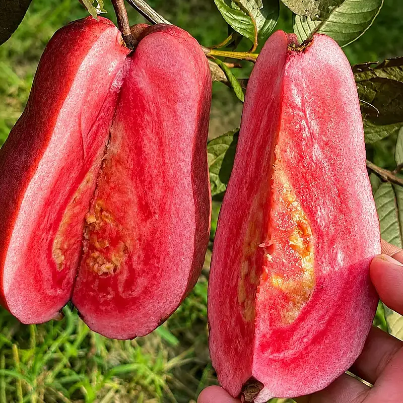 Anak Pokok Jambu Batu Red Lava/Red Lava Guava