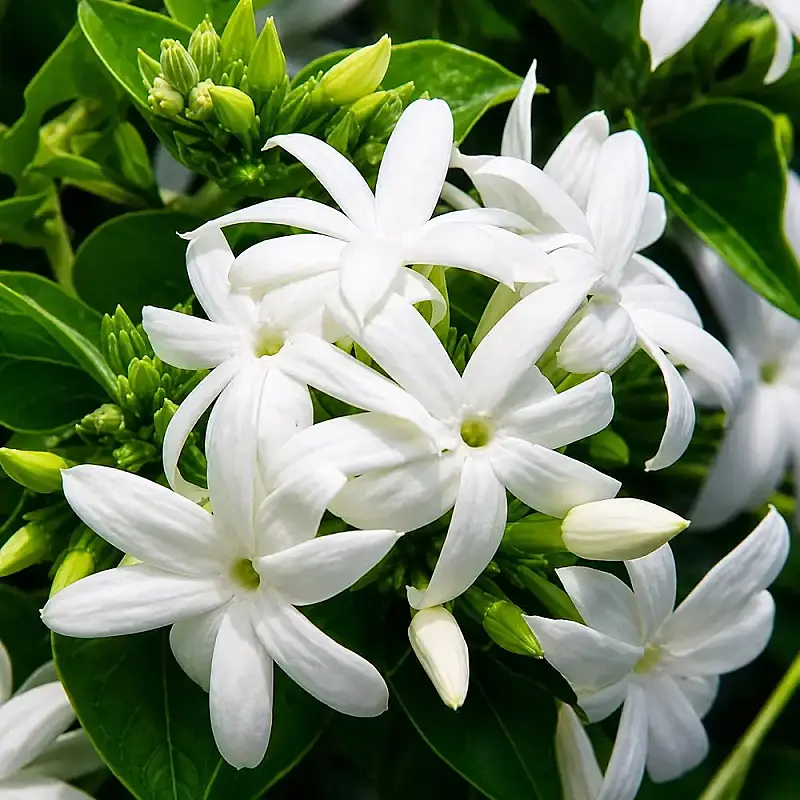 Anak Pokok Angel Hair Jasmine