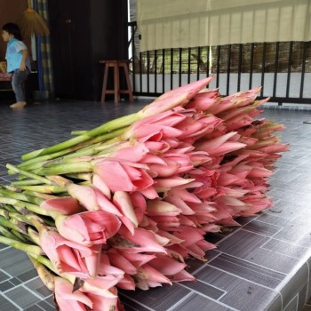 Bunga Kantan Segar 5 kuntum🌷