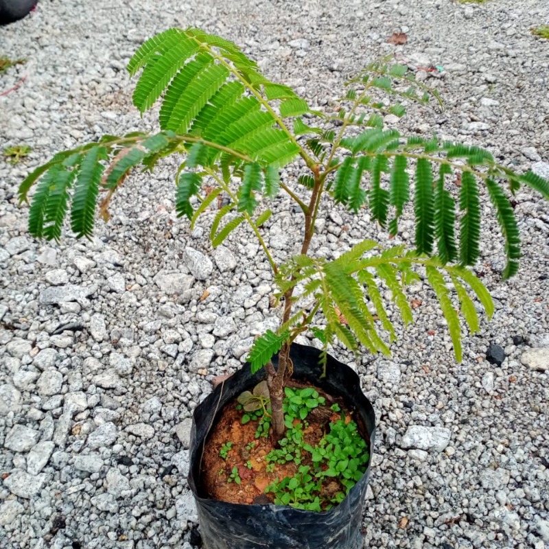 Anak Pokok Petai Kahwin